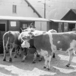 The cows are blocking the access road to the train station. The cows are blocking the access road
