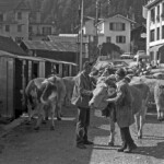 Die Kühe blockieren die Zufahrtstrasse zum Bahnhof. ASD le Sépey