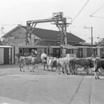 Unloading in Aigle: the cows are blocking the exit towards le Sépey / Diablerets Unloading in Aigle