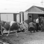 Unloading of the cows in Aigle Unloading of the cows in Aigle